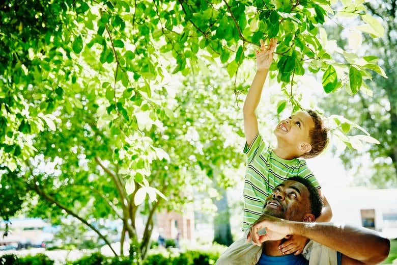 Identifying trees and plants in your neighborhood is a fun after-school activity for kids