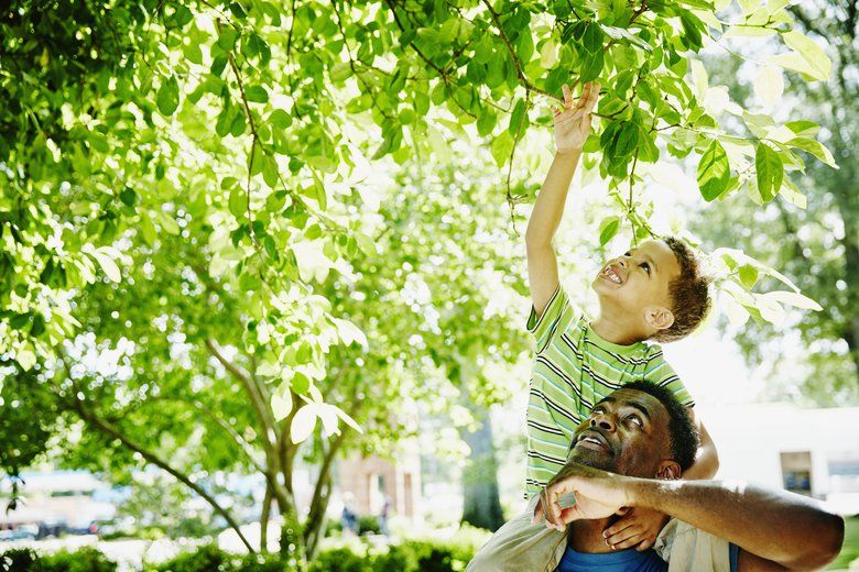 Identifying trees and plants in your neighborhood is a fun after-school activity for kids