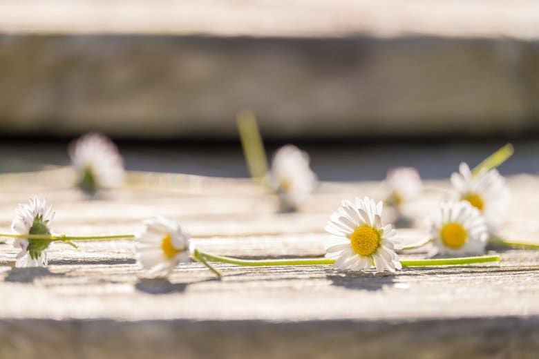 Making daisy chains is a fun after-school activity for kids