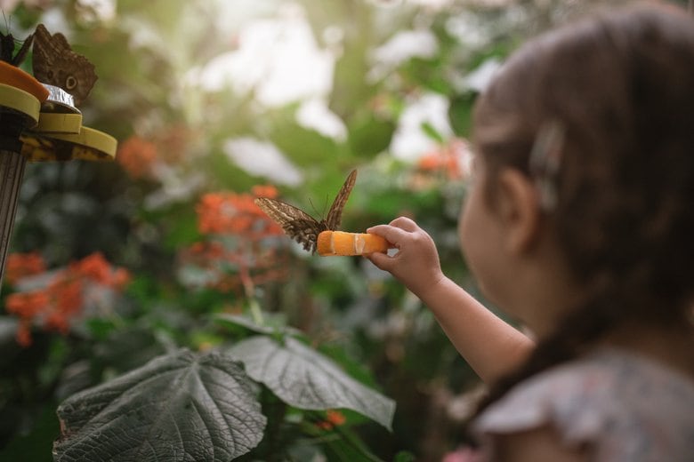 Visiting a local botanical or butterfly garden makes a fun after-school activity for kids
