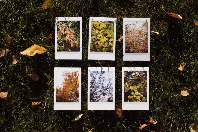 Taking nature photos and making a collage of the seasons is a fun after-school activity for kids