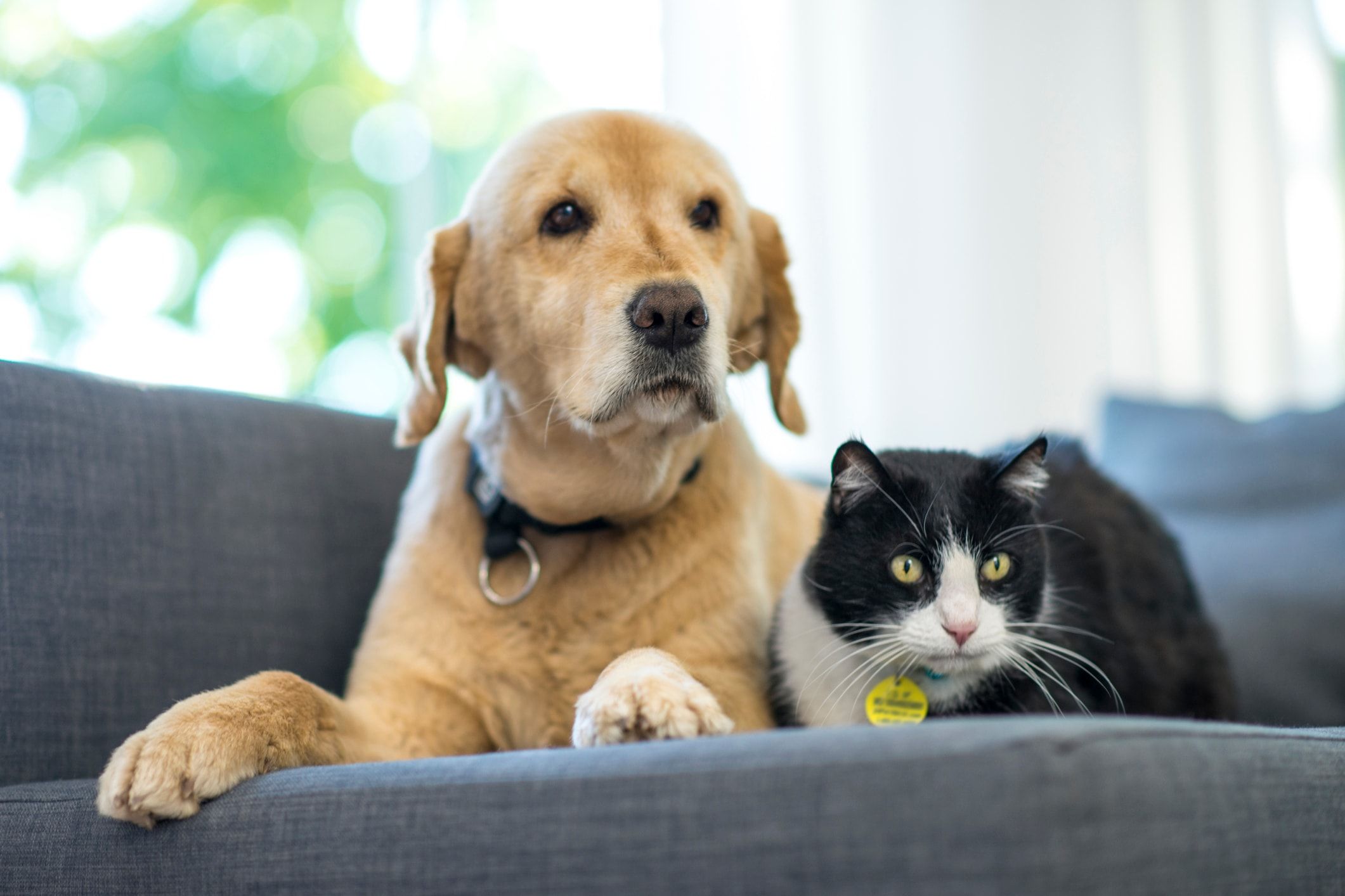 Dog and cat experiencing separation anxiety post-pandemic