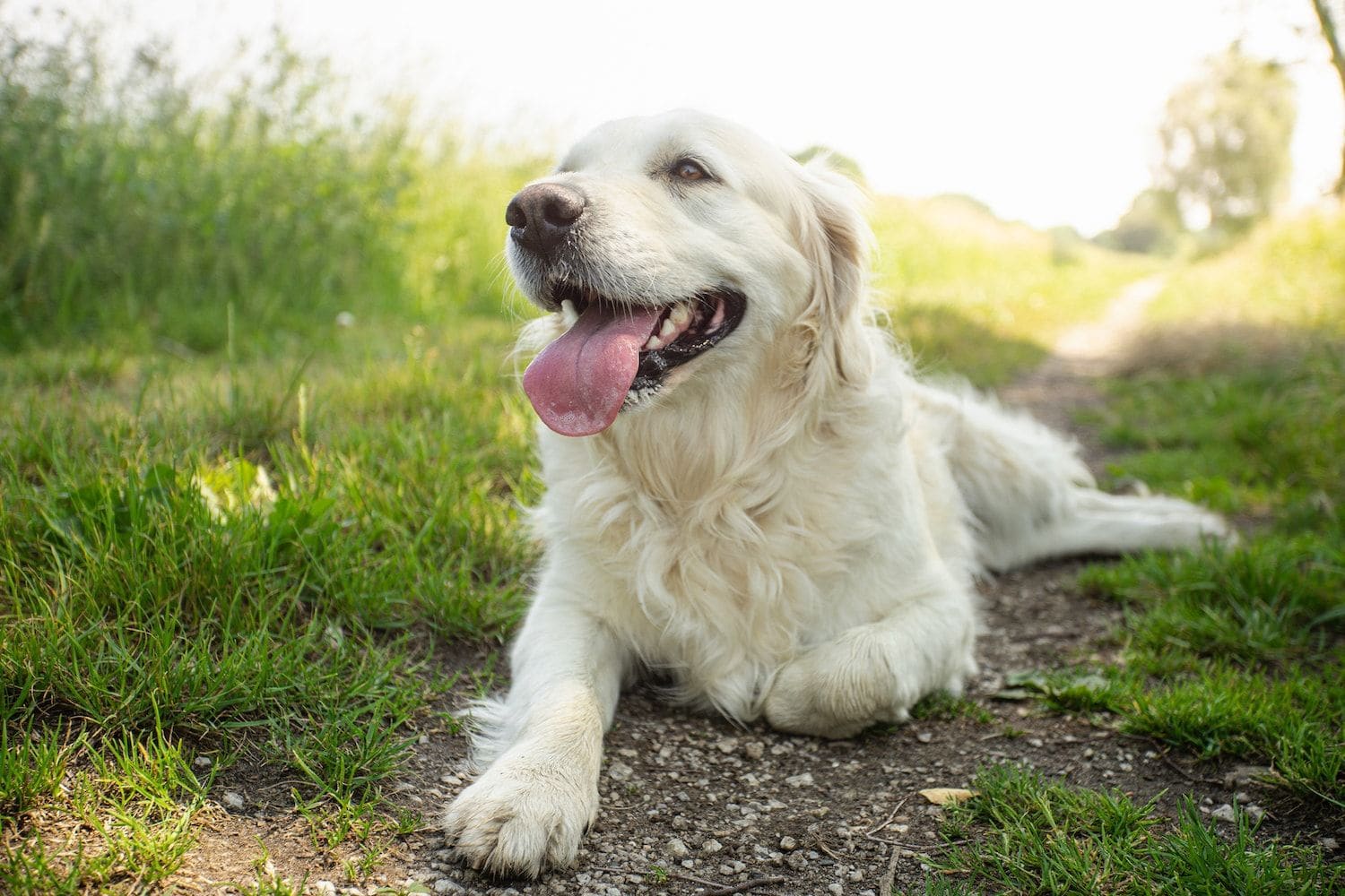 how does panting keep dogs cool