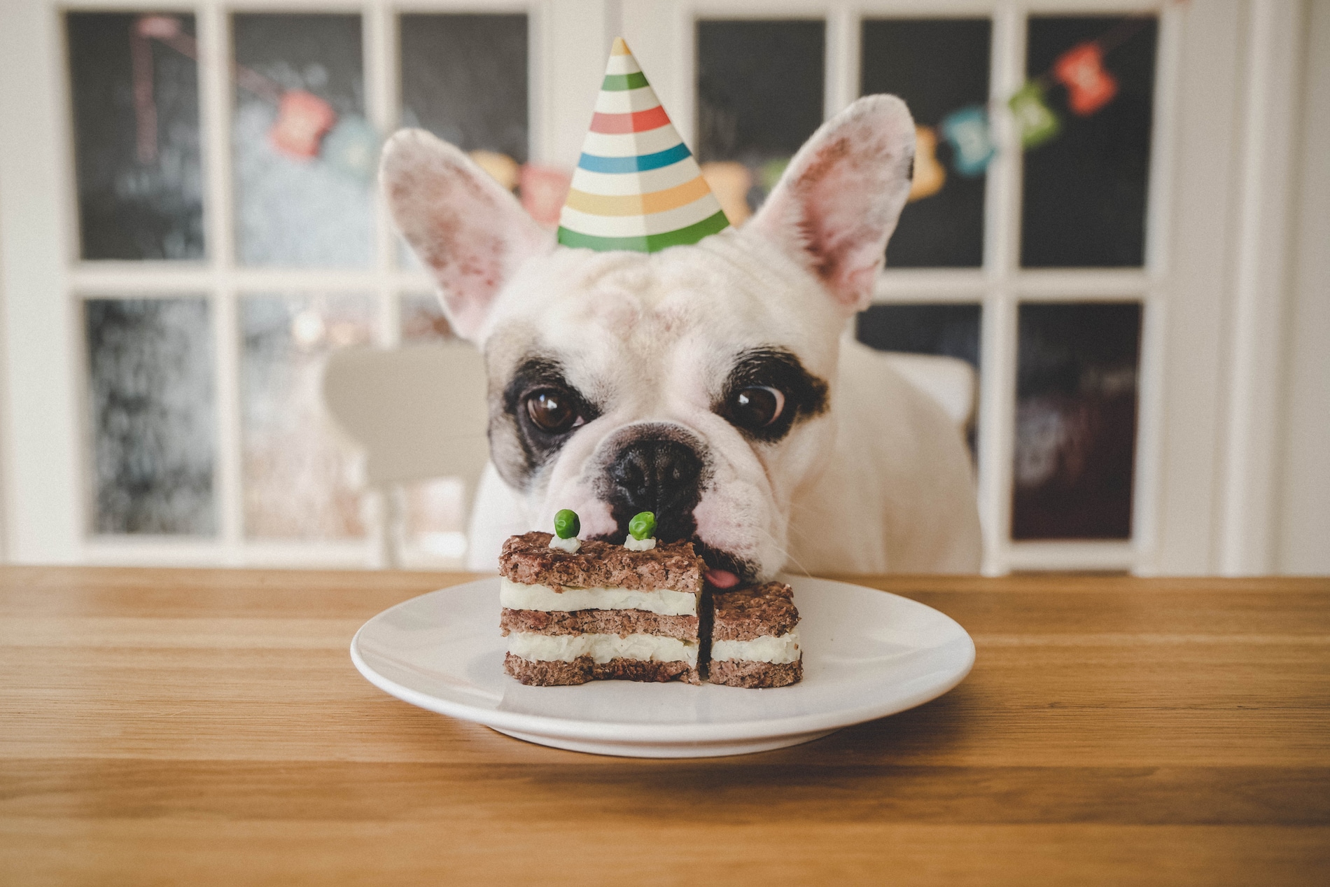 Dog birthday party ideas