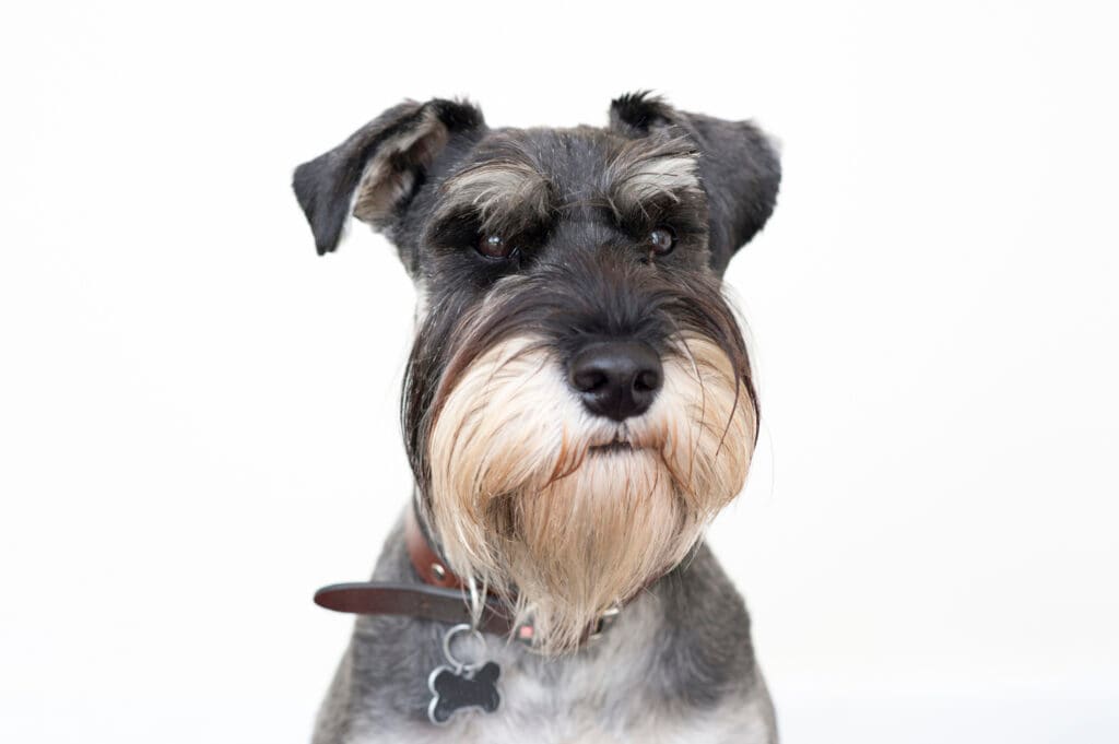 The Schnauzer dog breed is so ugly it's absolutely adorable