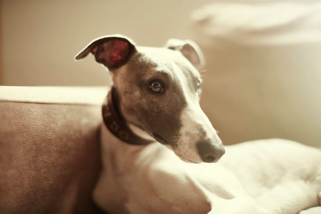 The whippet dog breed is so ugly it's absolutely adorable