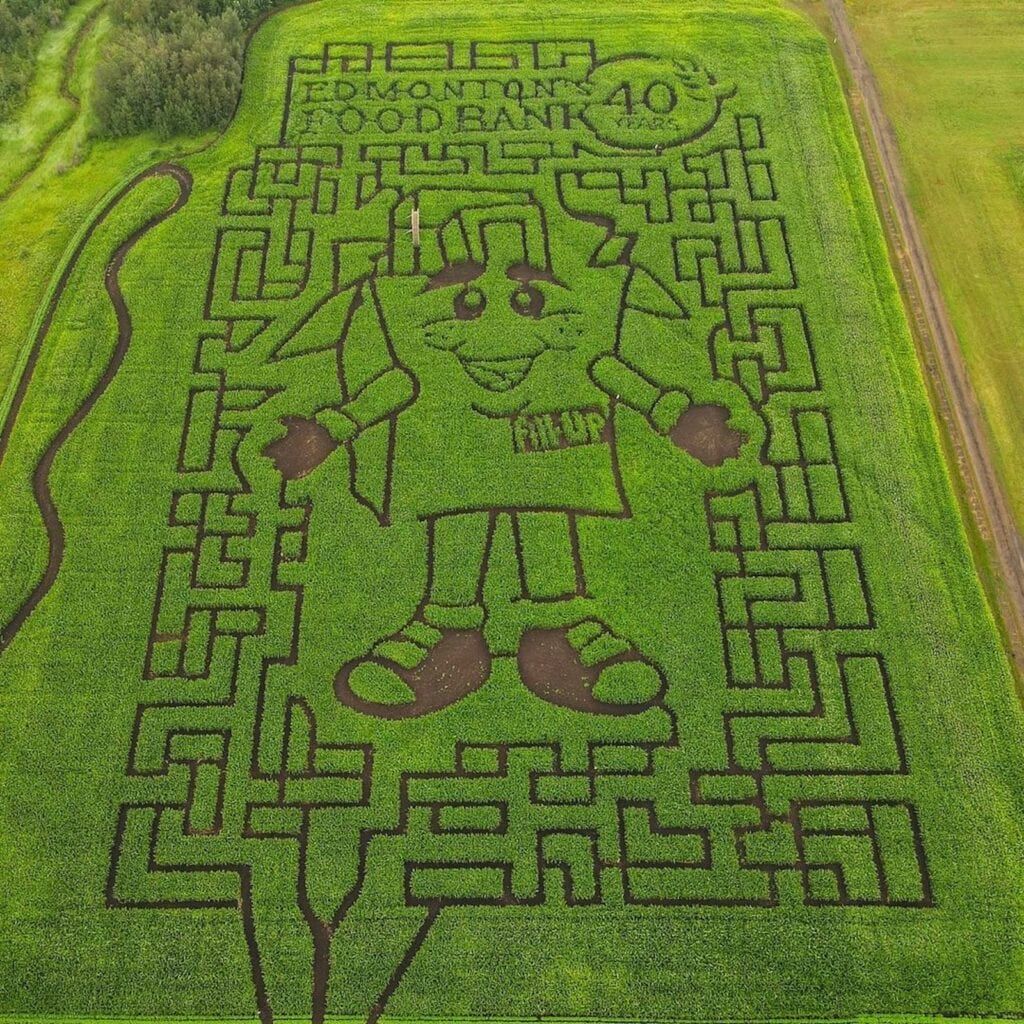 Visiting a local corn maze makes a fun fall activity for kids