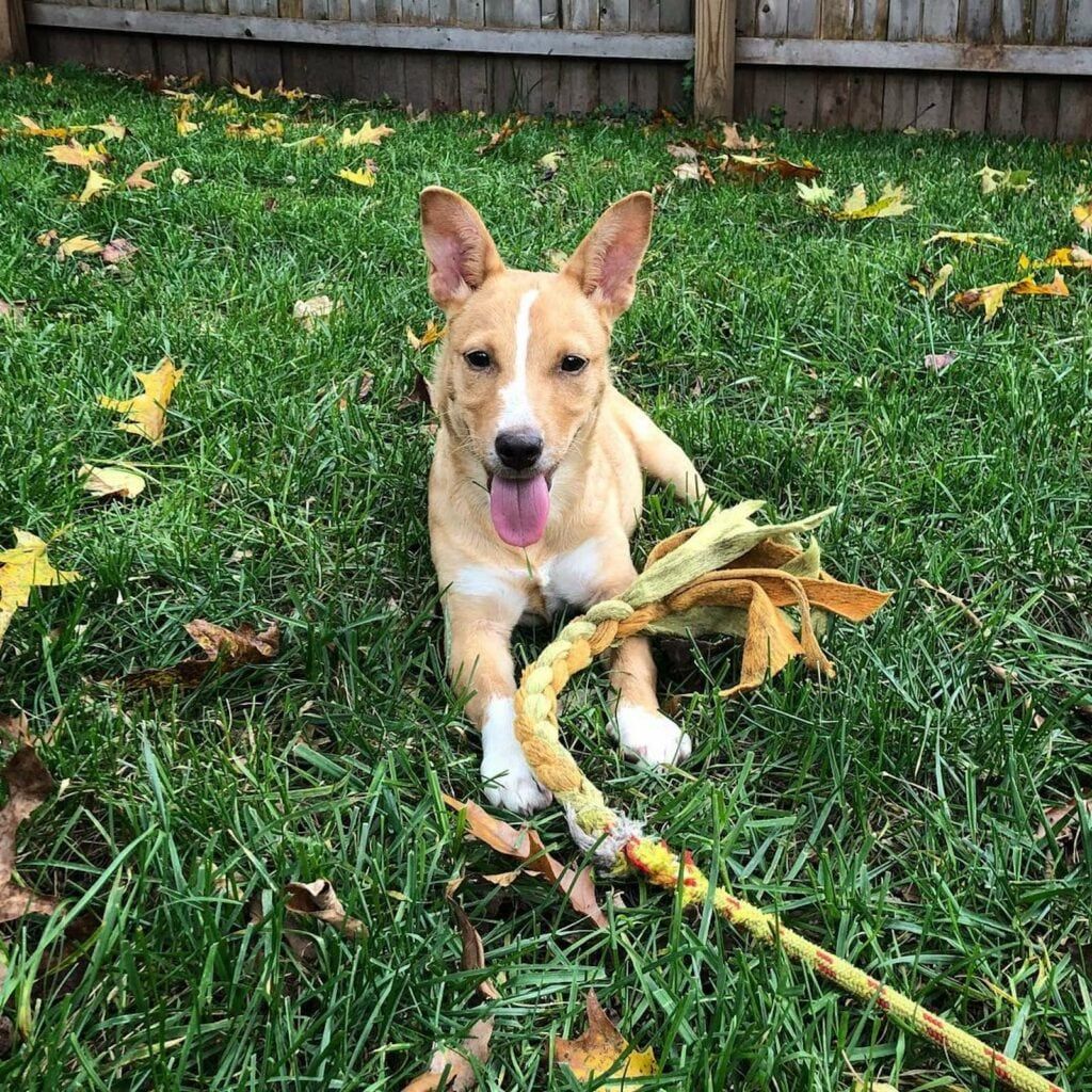 17 DIY dog toys you can make from items in your house 