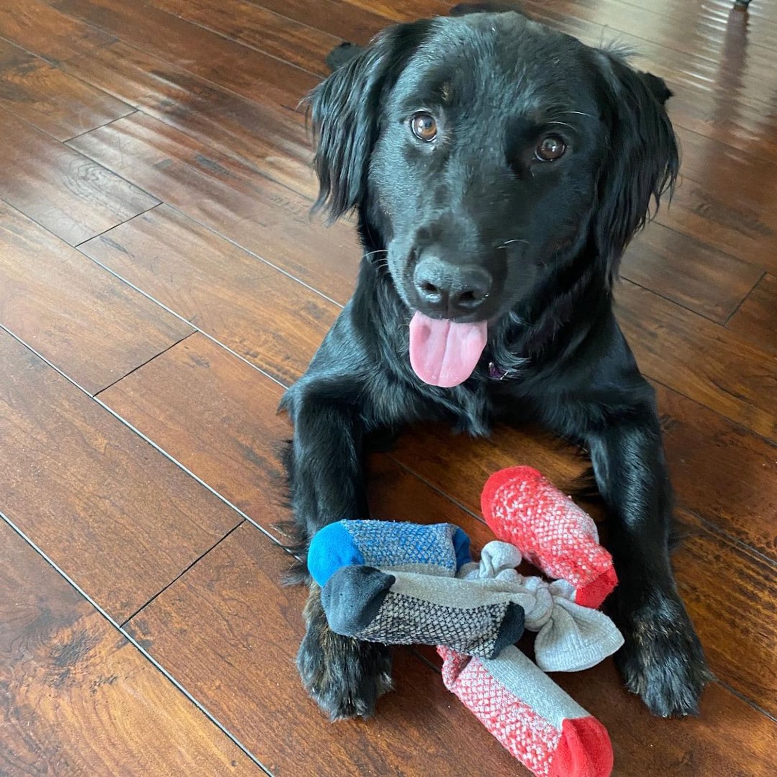 17 DIY dog toys you can make from items in your house Resources