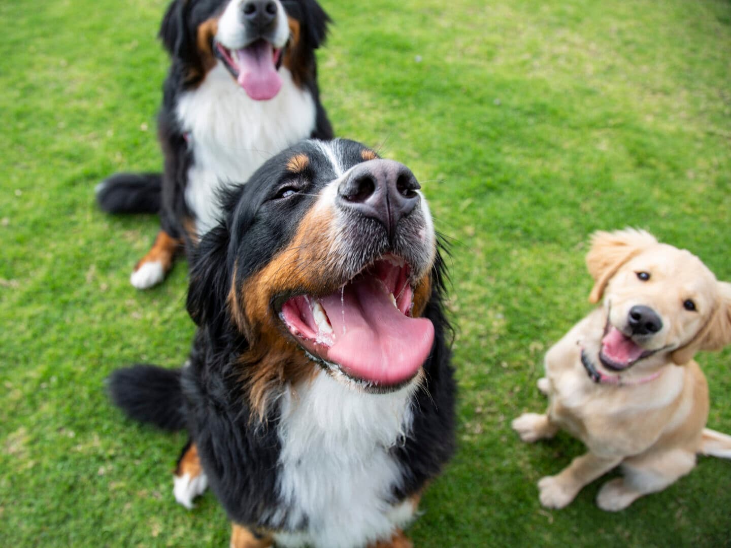 Dog walker vs. dog day care: Which one is best for your dog?