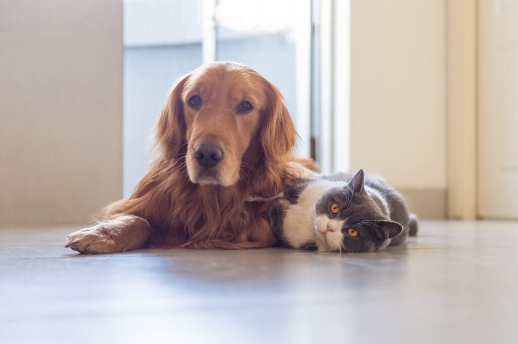 Pet sitting cost: How much should I pay a pet sitter?