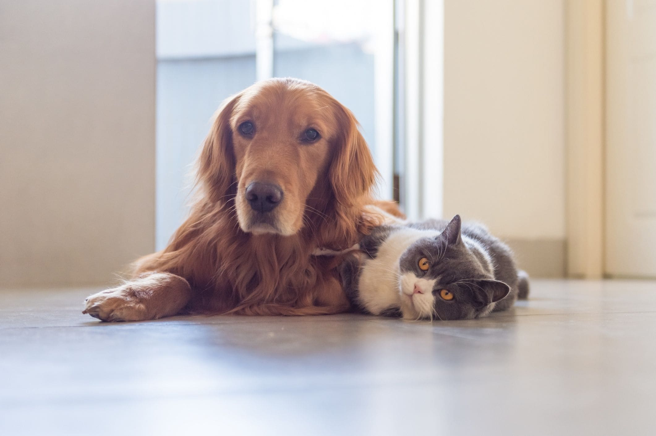 Here's how much to pay a pet sitter