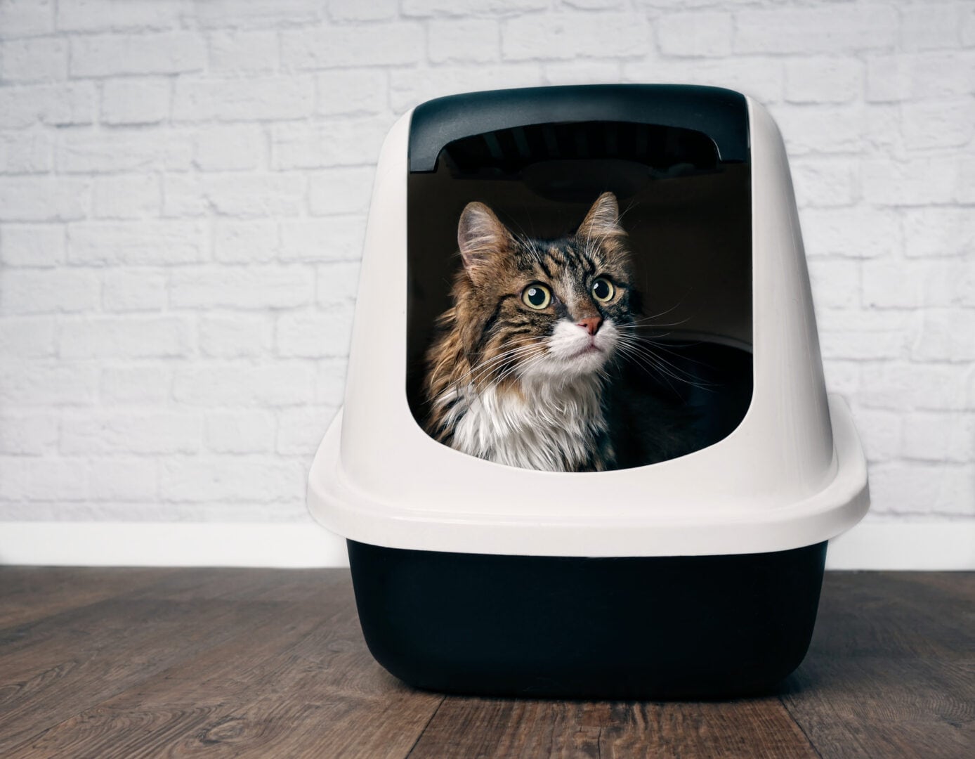 Kitty litter box basics for cat owners