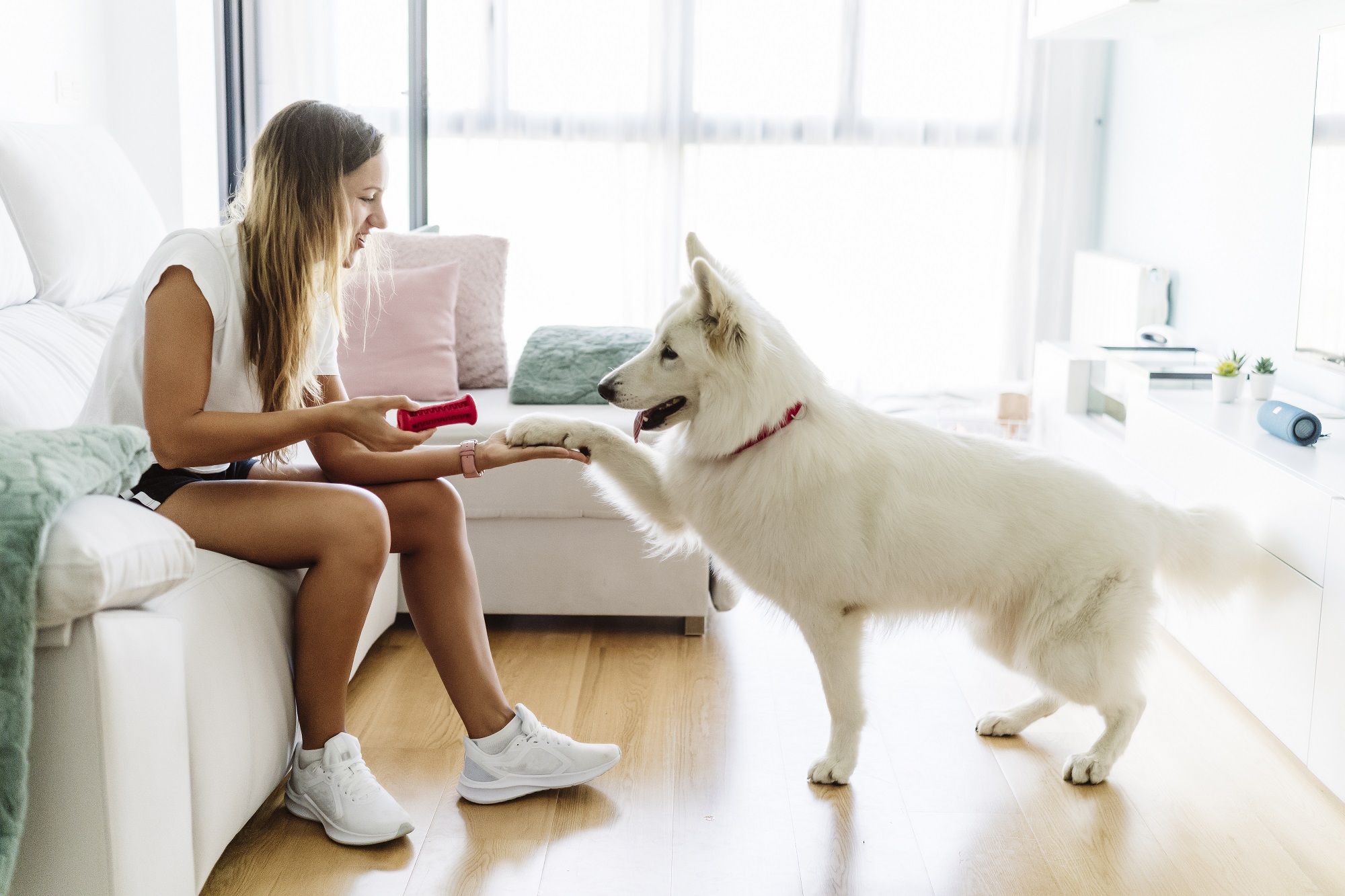How to interview for pet care jobs