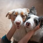 Here's how much to charge for pet sitting