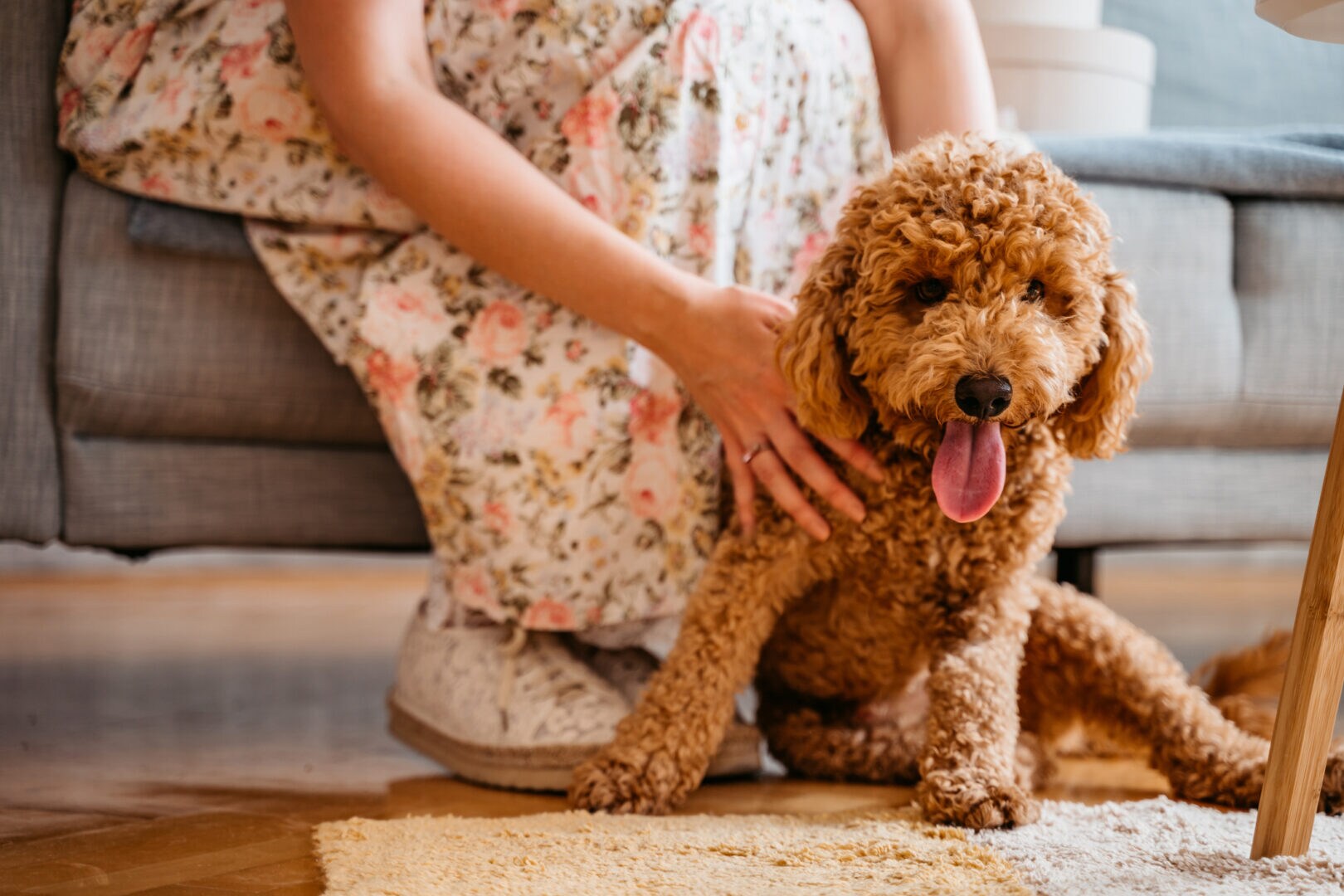 Kennel cough in dogs: Everything you need to know