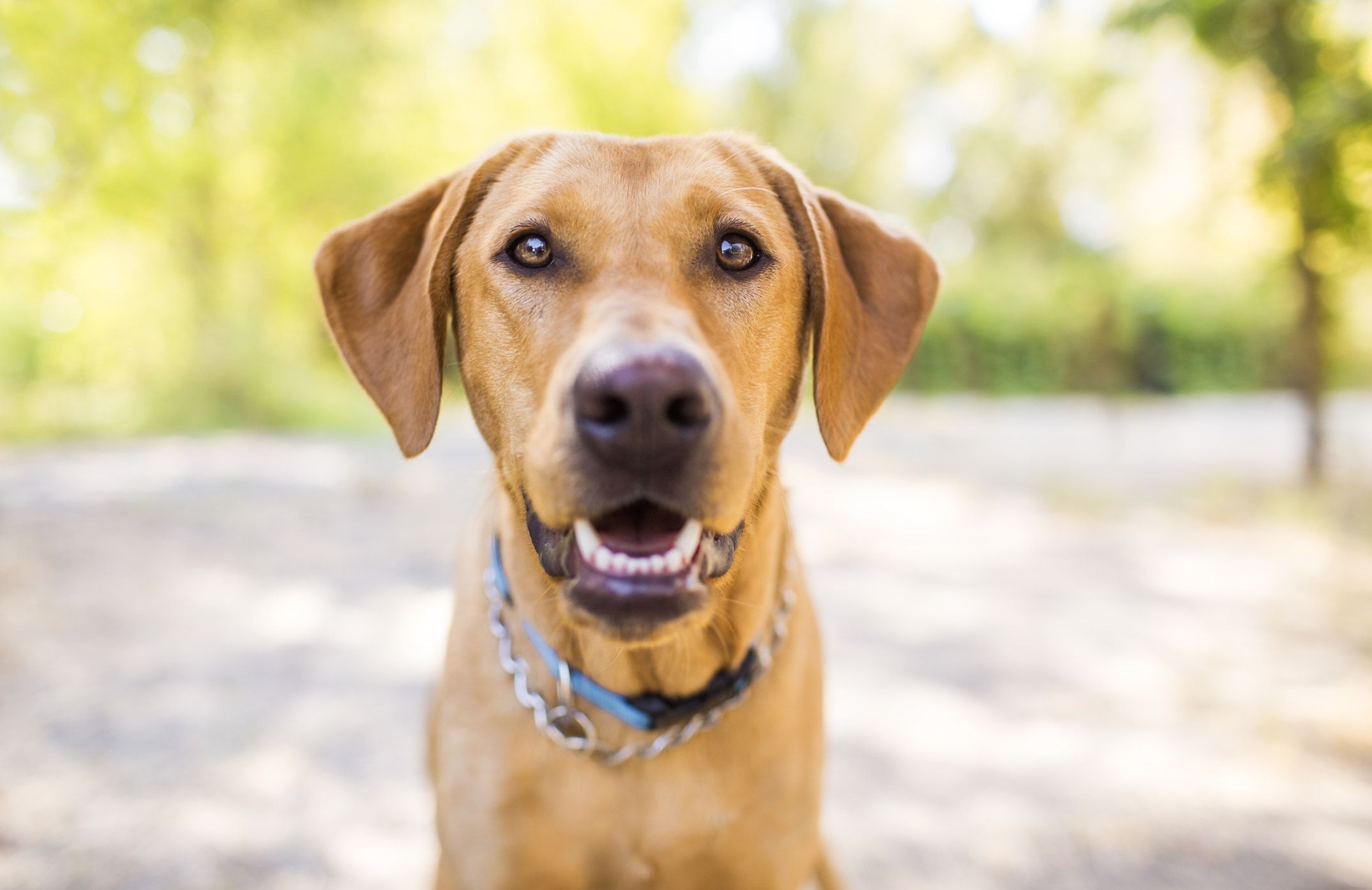 what does it mean when a dog strains to poop