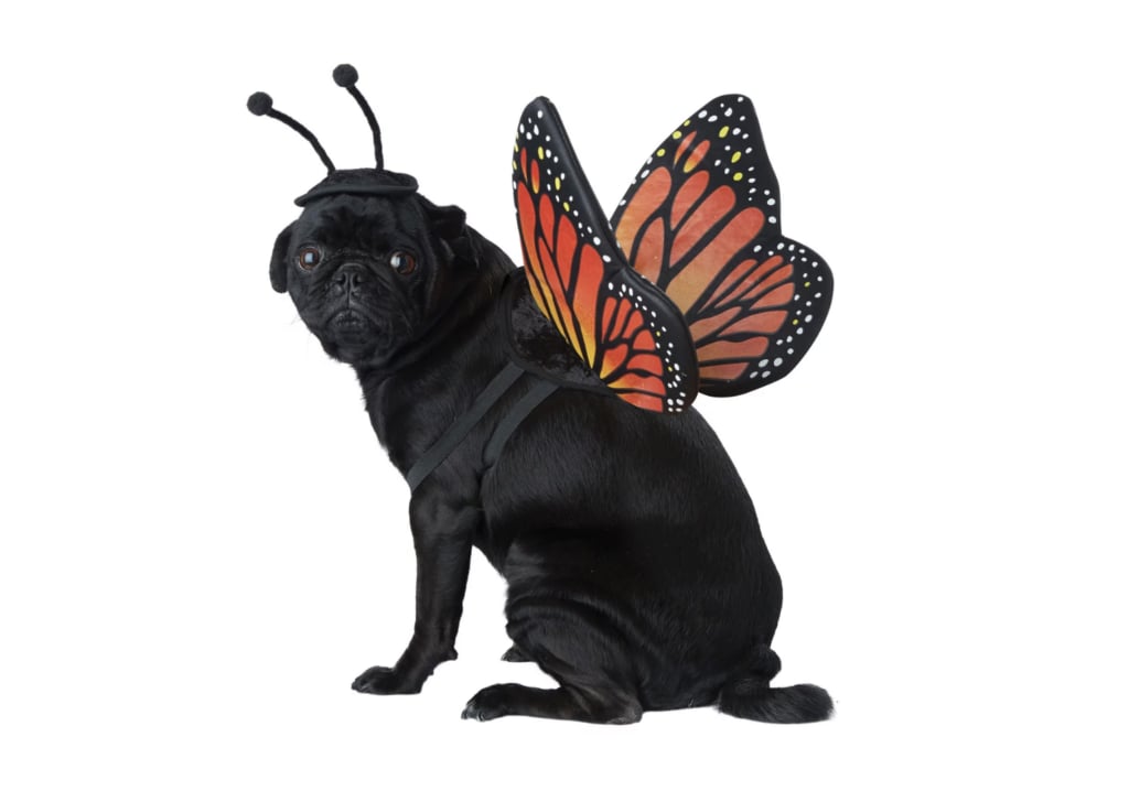 Dress your pet up as a Monarch butterfly this Halloween
