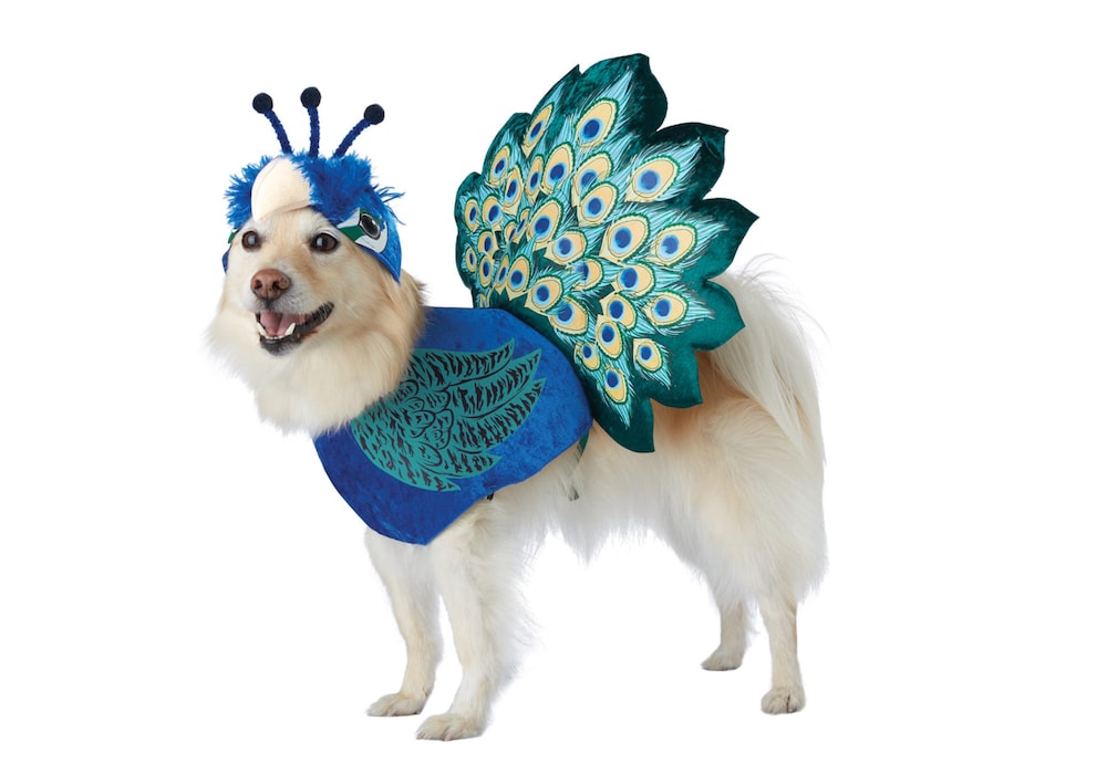 Pretty as a Peacock Pet Costume