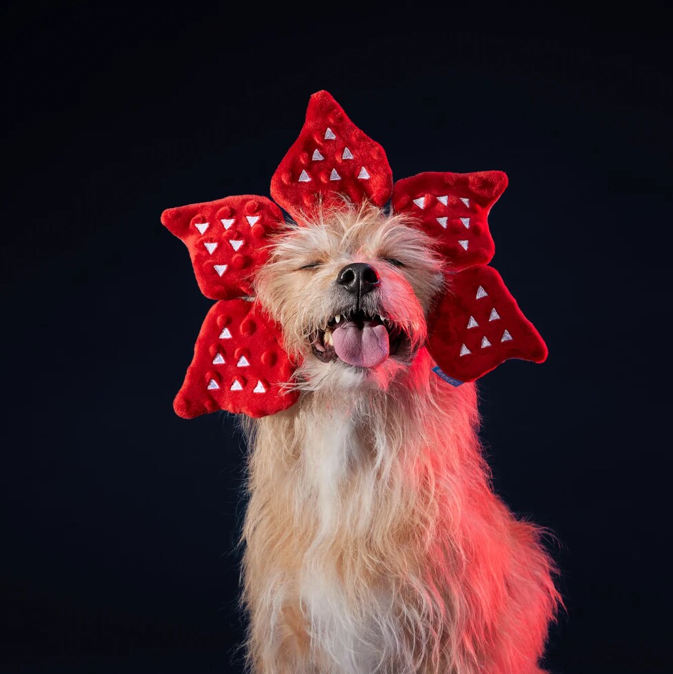 'Stranger Things' style Demogorgon Dog Costume