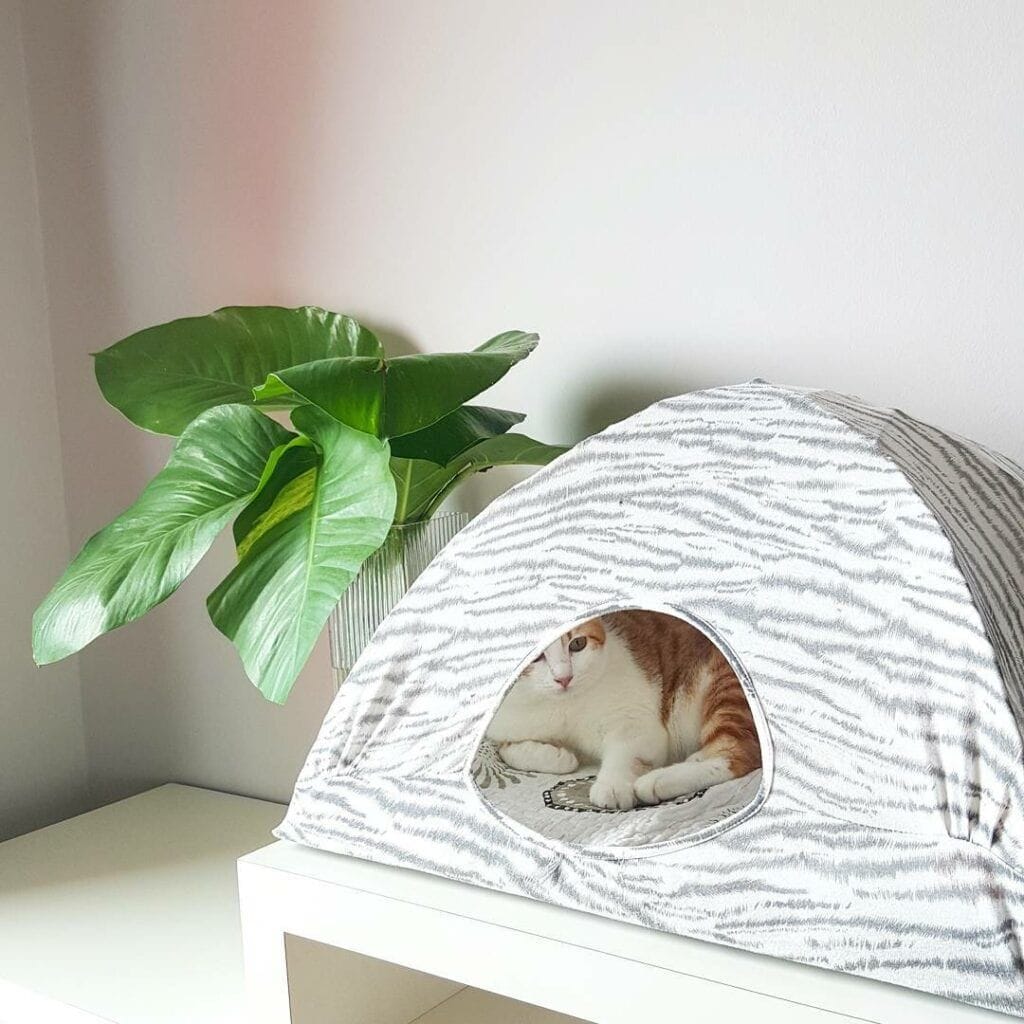 https://www.care.com/c/wp-content/uploads/sites/2/2021/09/diy-cat-tent-1024x1024.jpg.optimal.jpg