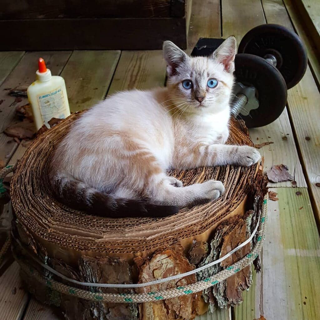 Repurposing T-Shirts into a DIY Cat Cave and Handmade Cat Toys