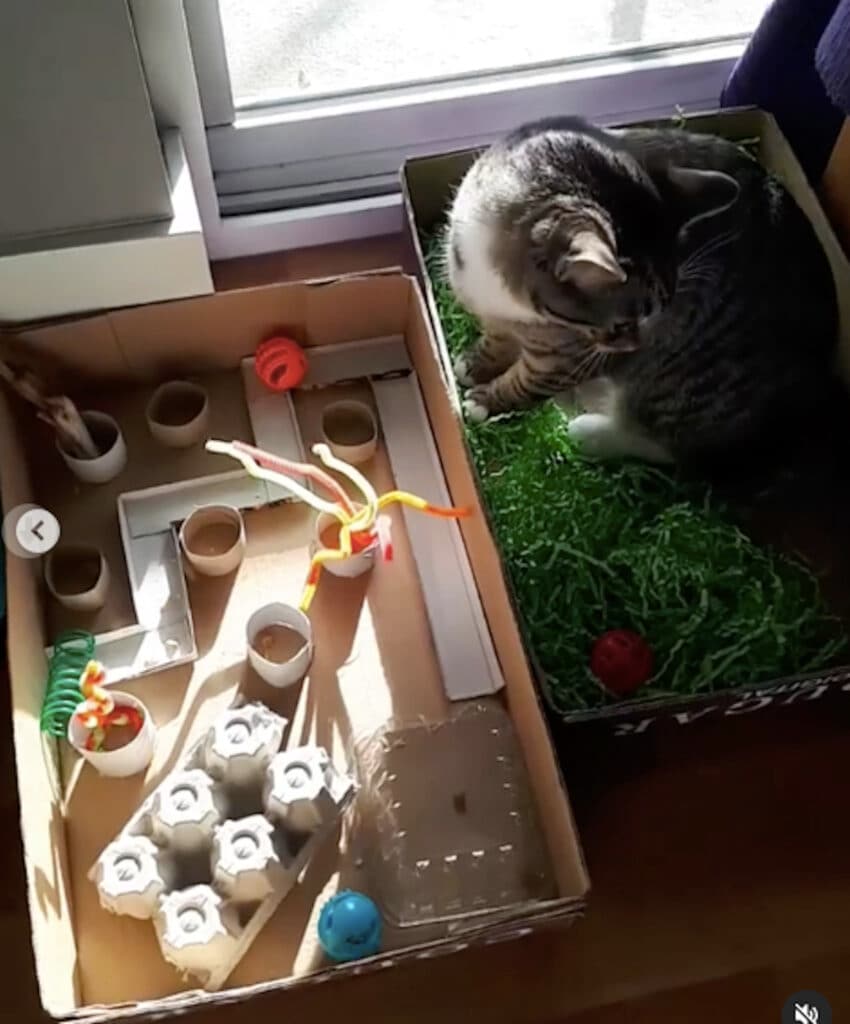 20 fun DIY cat toys that kitties can't resist