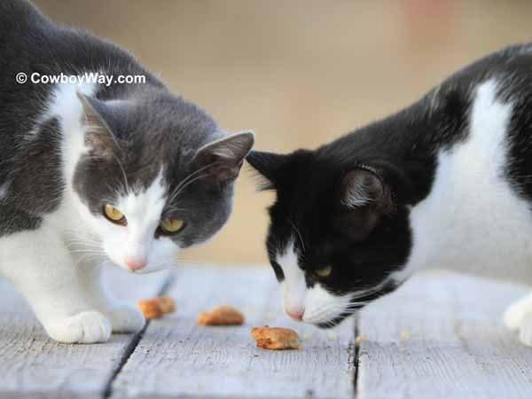 Healthy snacks for cats to make at home