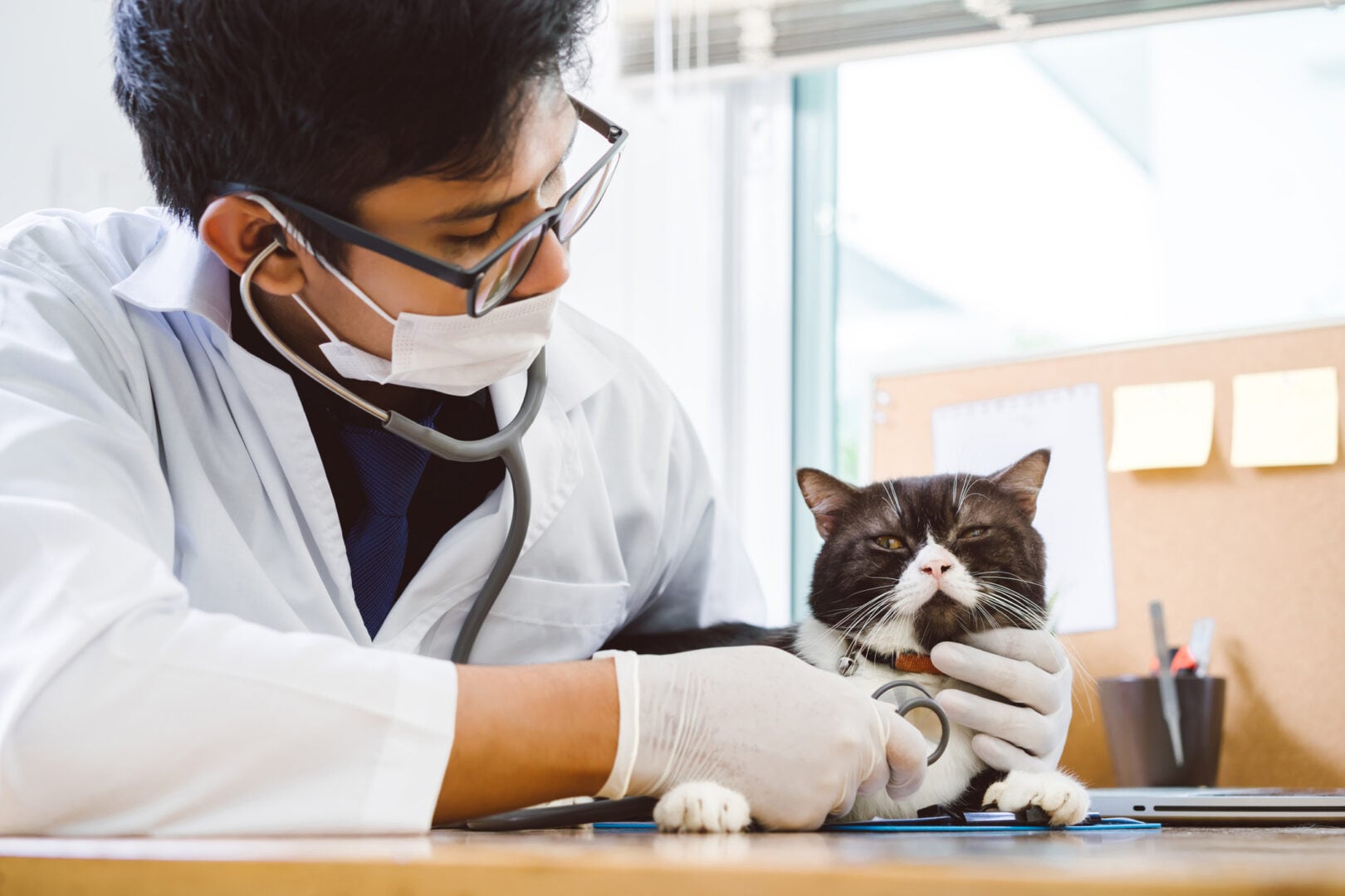 14 symptoms of distemper in cats