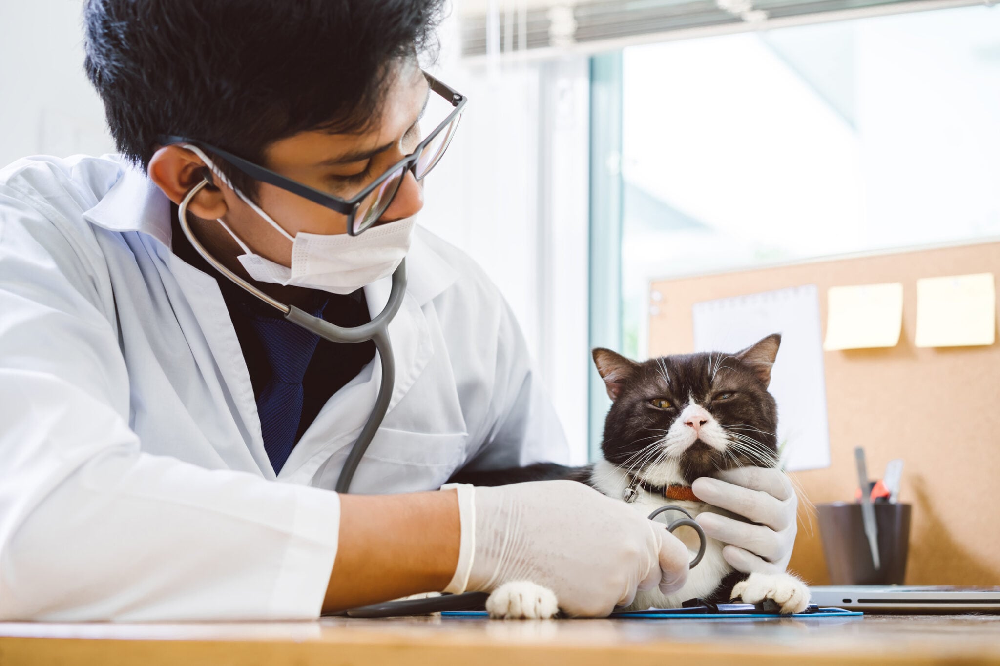 14 symptoms of distemper in cats Resources
