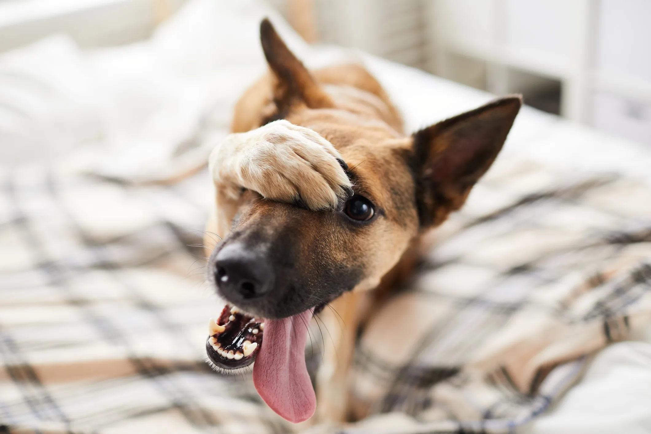 How to stop your dog from peeing in the house
