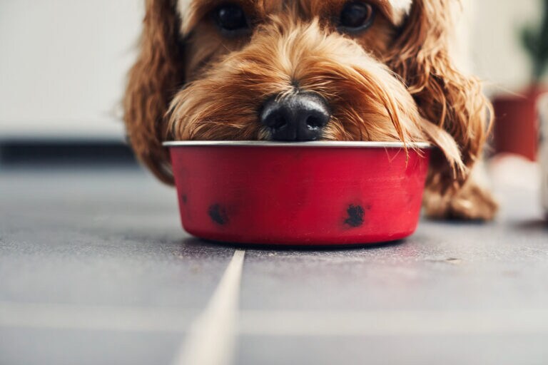 Bland diet for dogs: How and when to use them and recipes to try