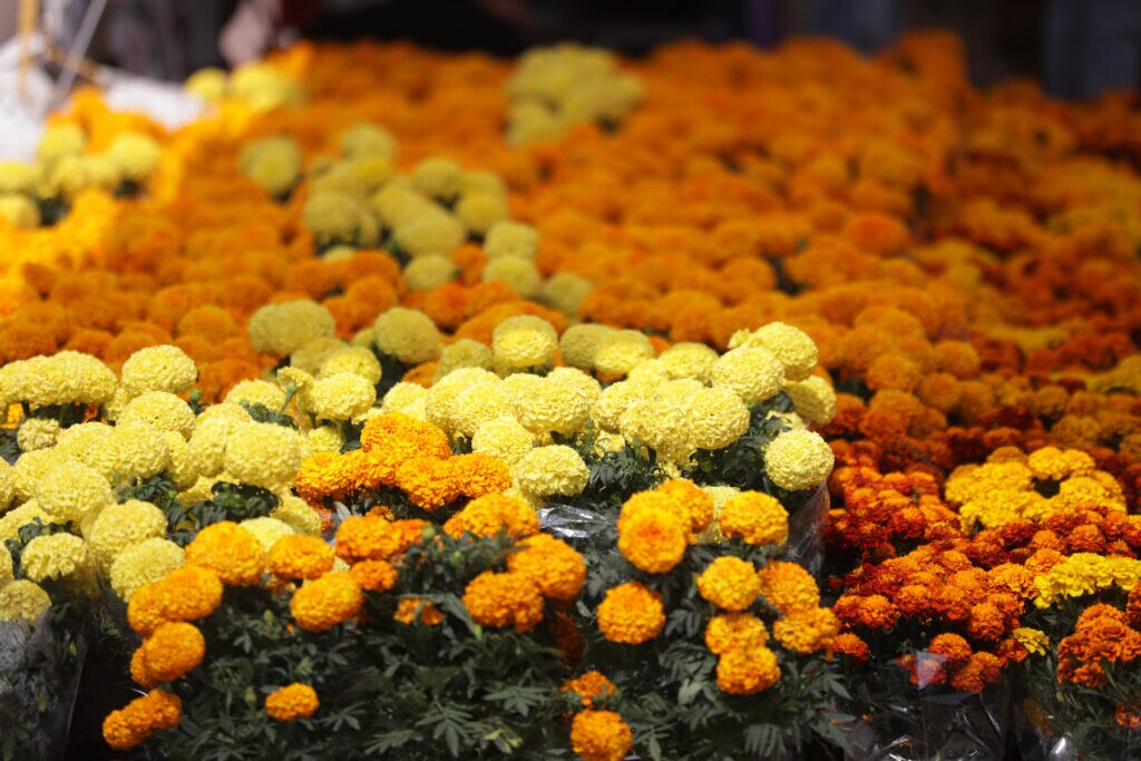 Activities for celebrating and honoring Día de los Muertos for kids