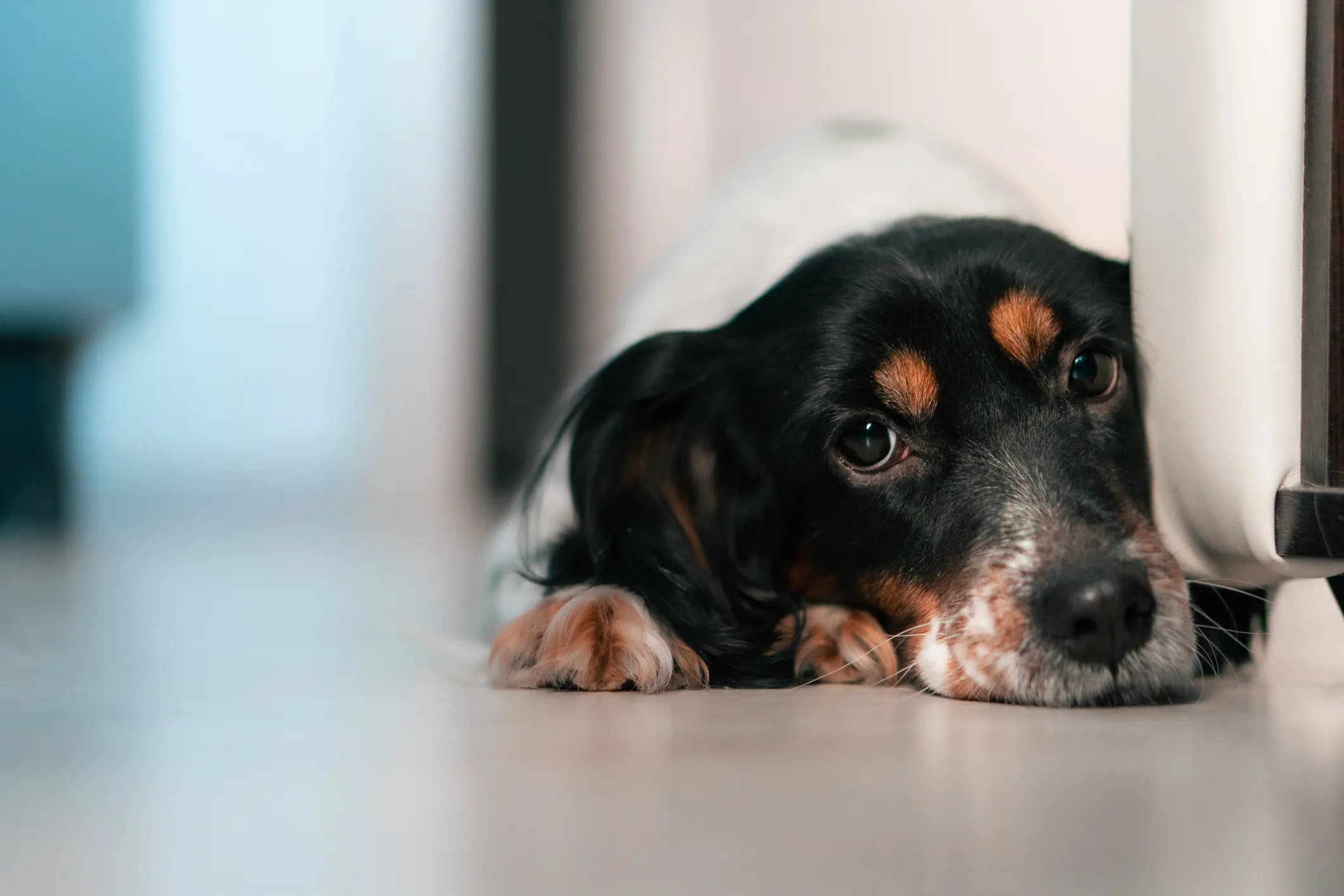 Signs of separation anxiety in dogs and how to help