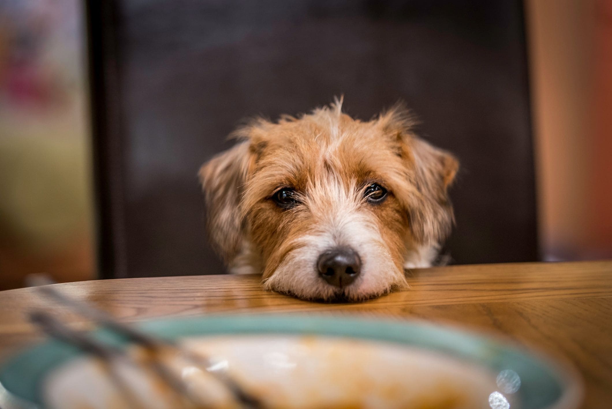 What Thanksgiving food can dogs and cats eat?