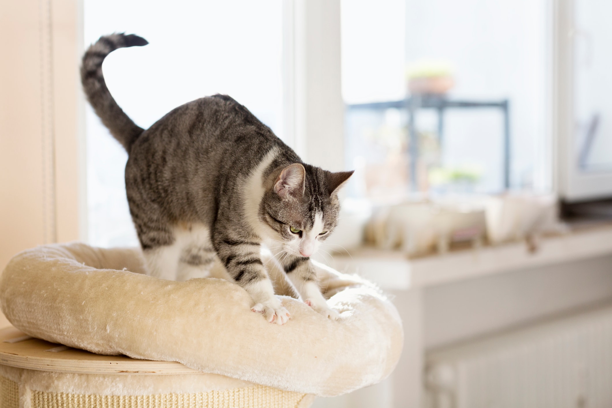 Why do cats knead? Decode the secret language of your cat’s biscuits