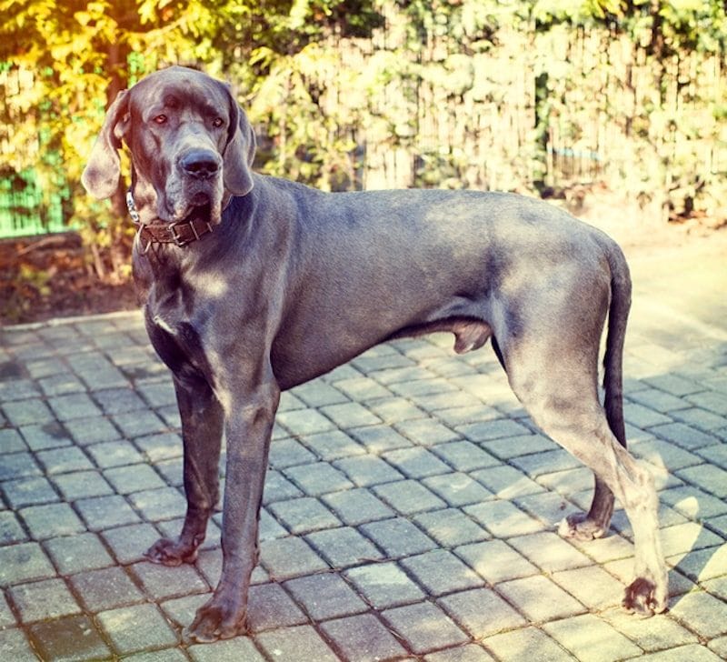 10 deals biggest dogs
