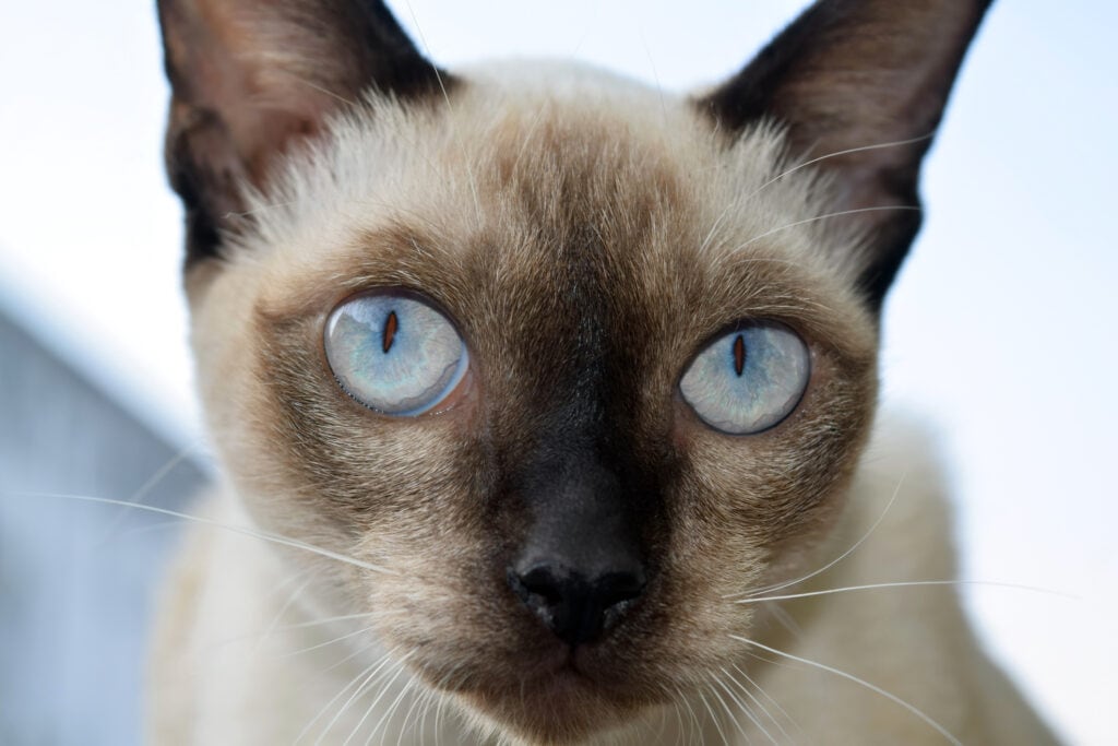 The beauty of the Tonkinese cat in the natural distance.