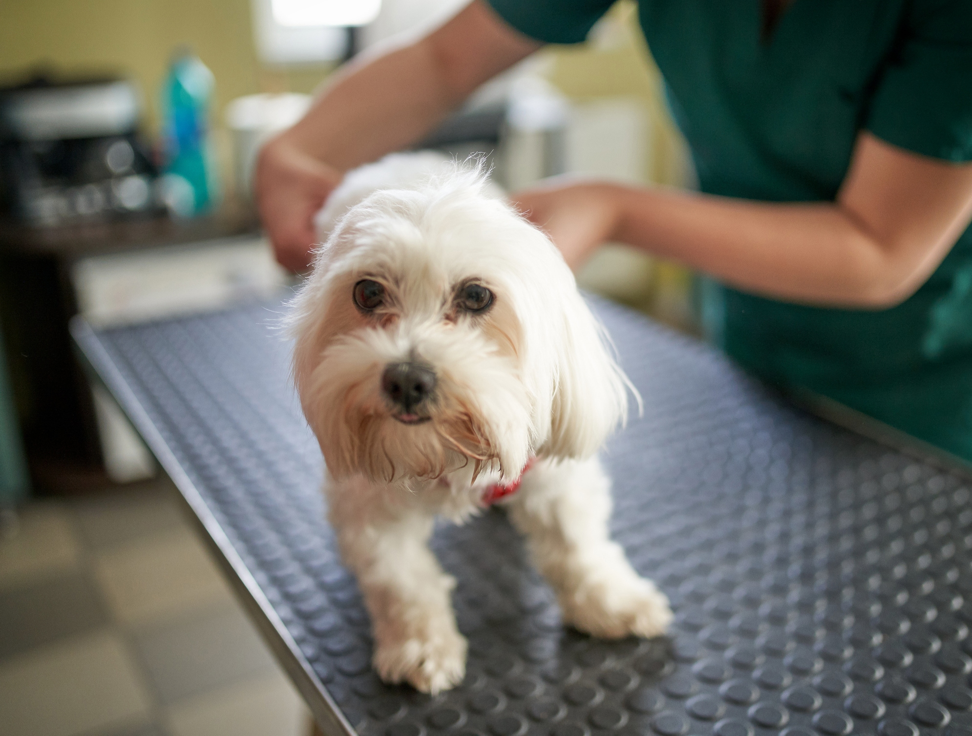 Do I have a sick dog? 11 signs it’s time for a trip to the vet