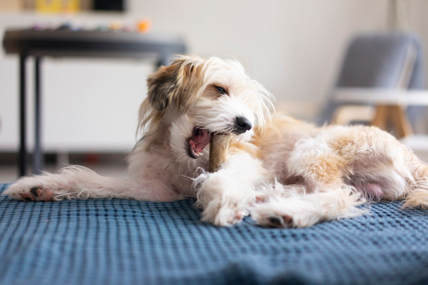 Is it safe for dogs to eat rib bones hotsell