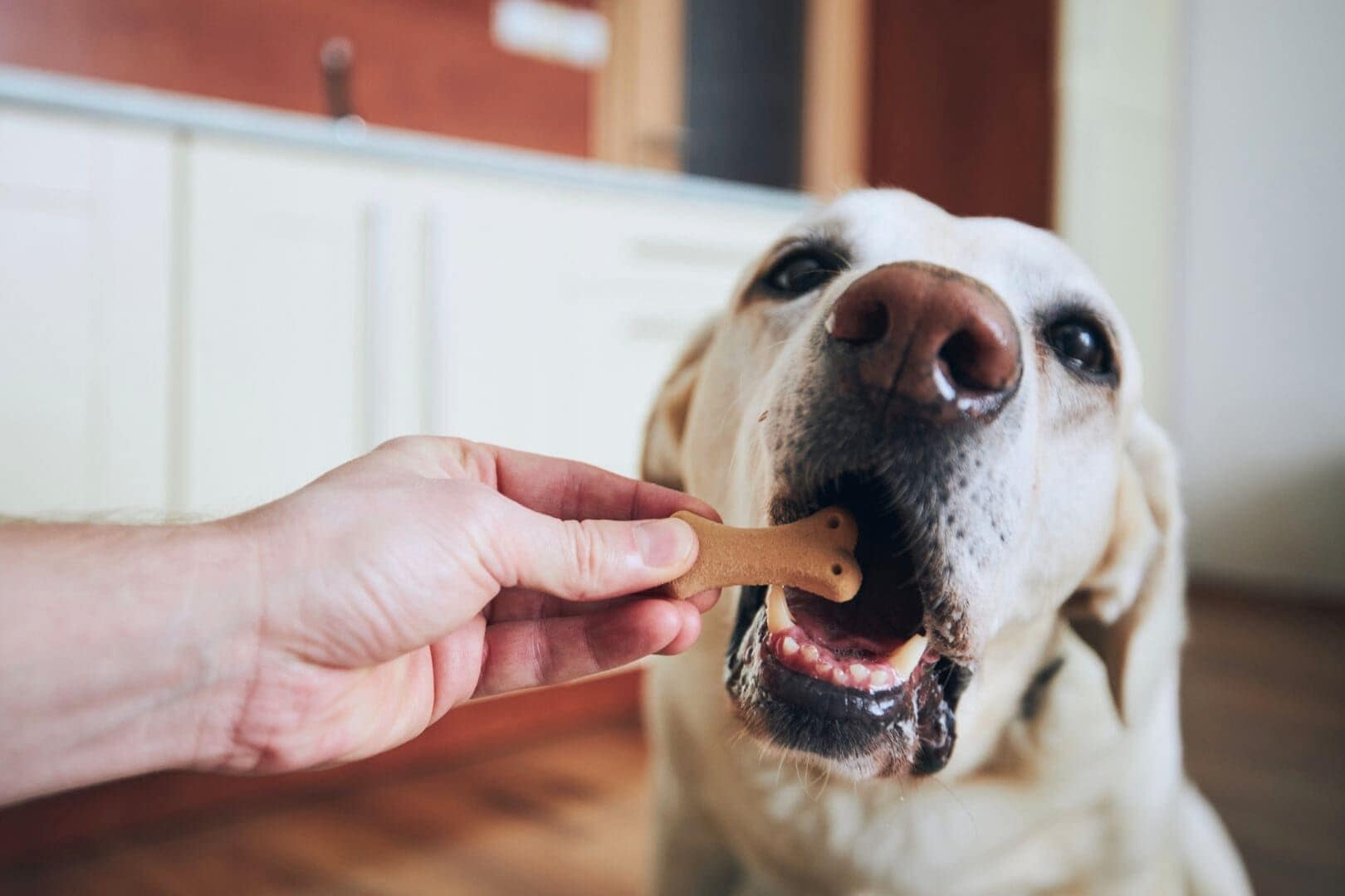 Bake-A-Bone The Original Dog Treat Maker Silver 