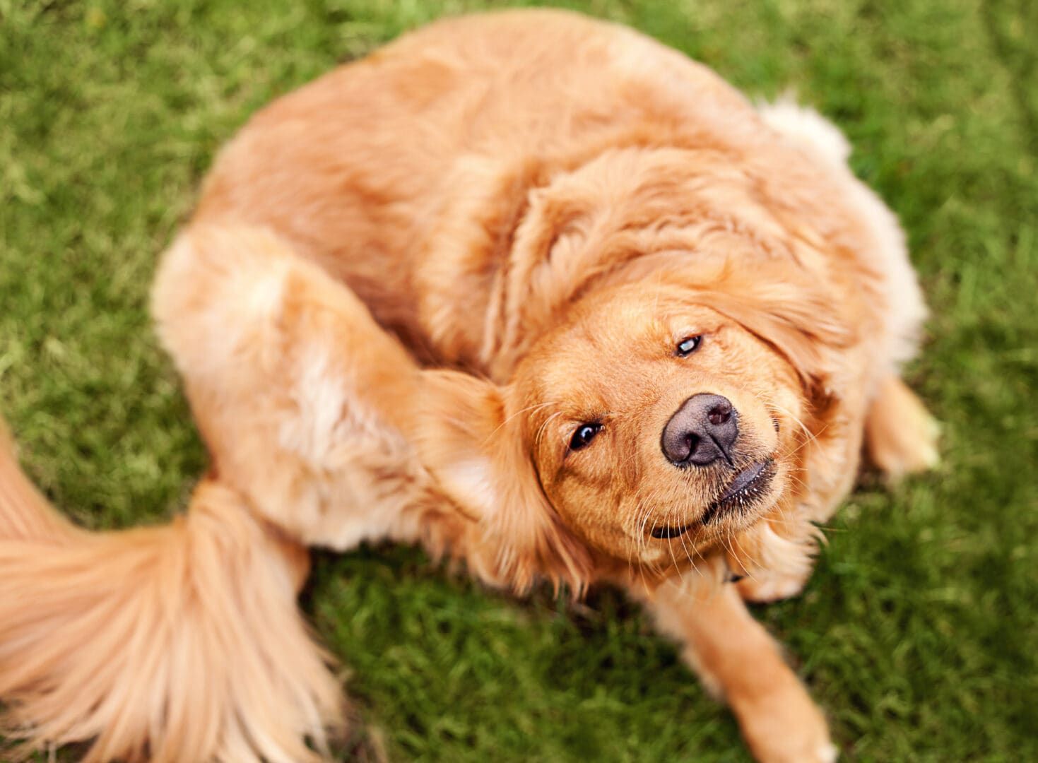 My Dog Has Fleas: What to Do If Your Dog Brings Fleas Home - Care.com  Resources