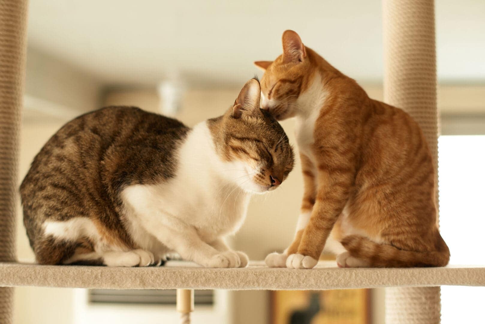 How to introduce two cats and manage to keep the peace at home