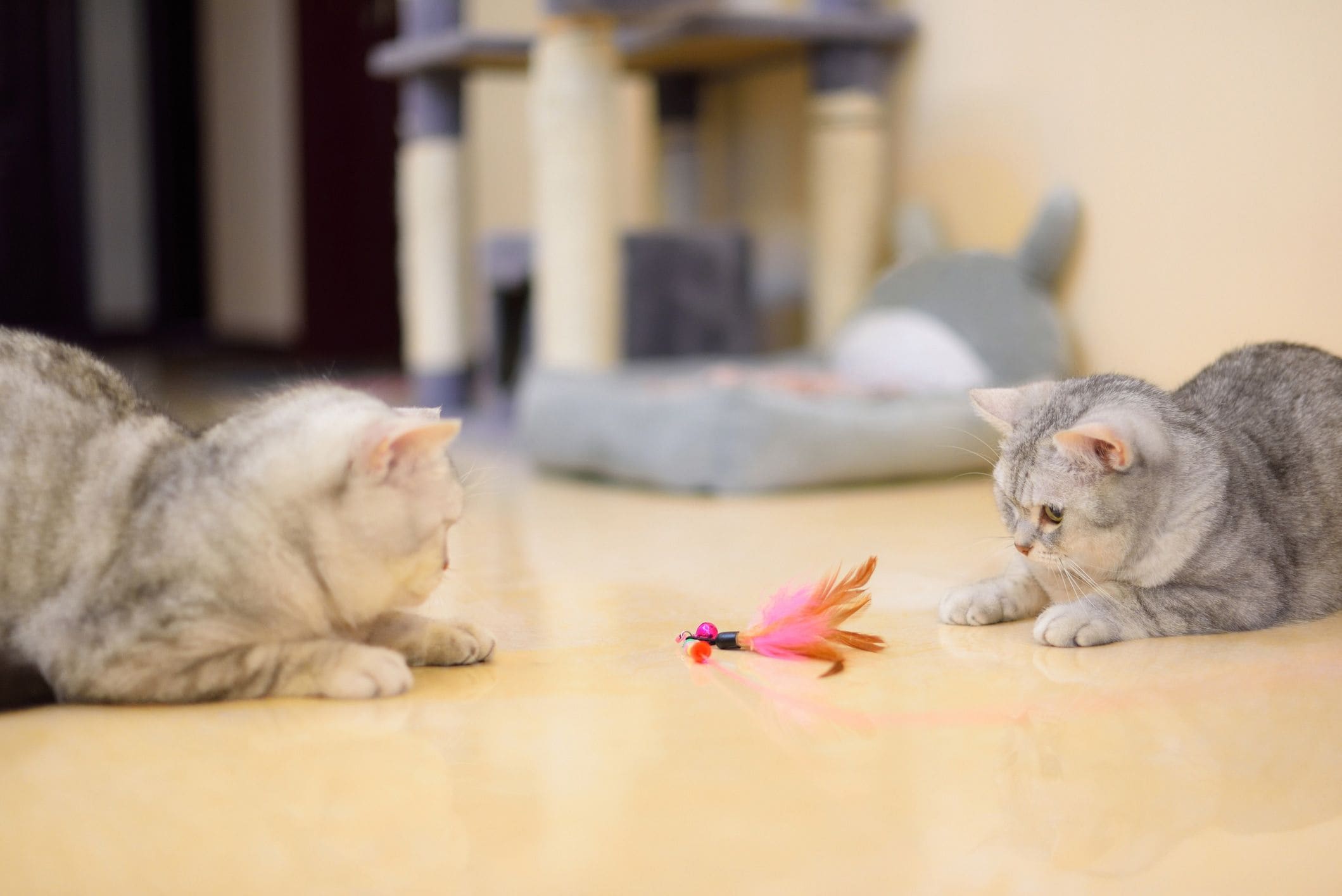 How to stop cat bullying at home, according to experts
