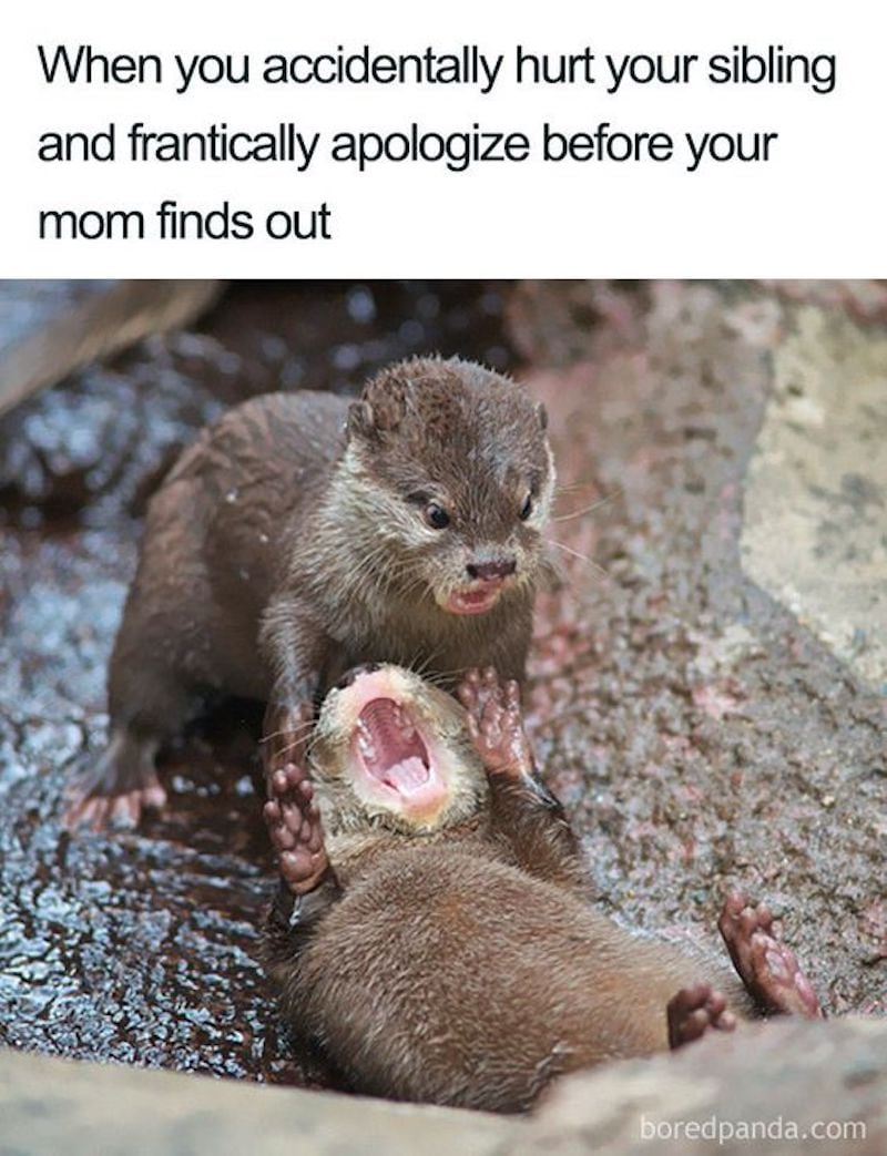 when you accidentally hurt your sibling and frantically apologize meme
