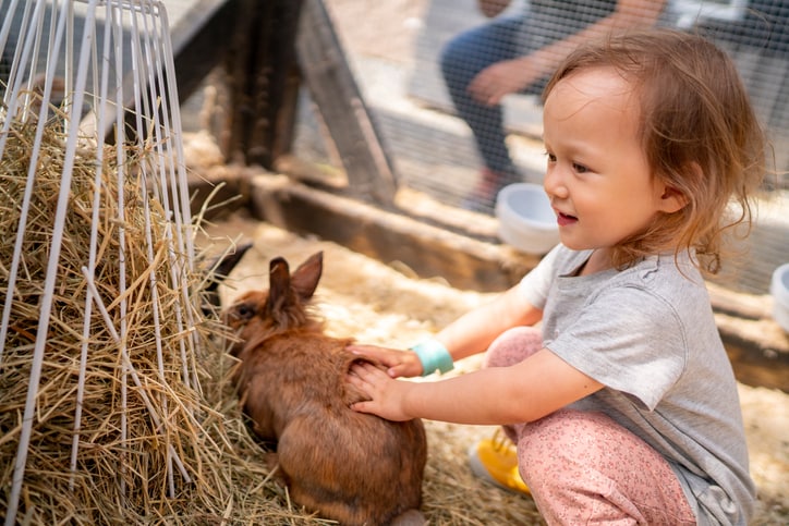 A child stroking a rabbit at a petting zoo party