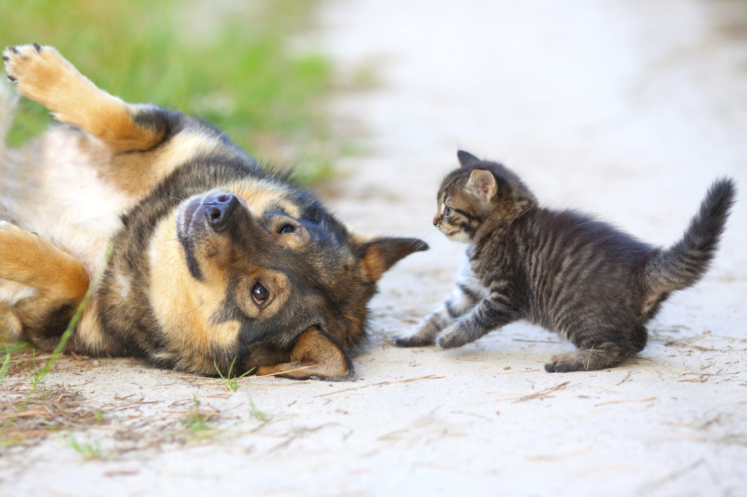 Moving With Pets