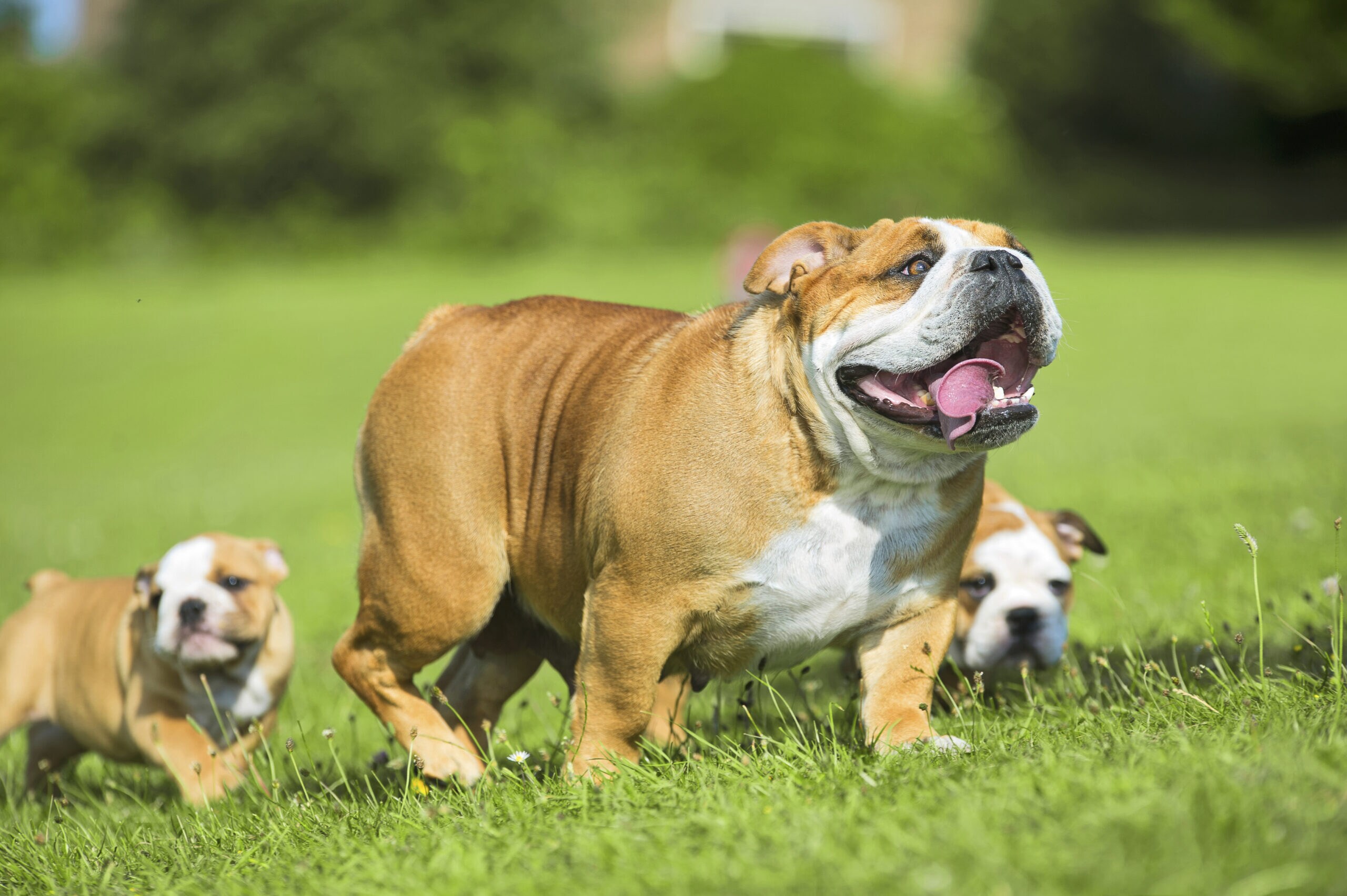 Managing Parvovirus & Other Canine Viruses