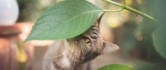 Catnip and When To Use It