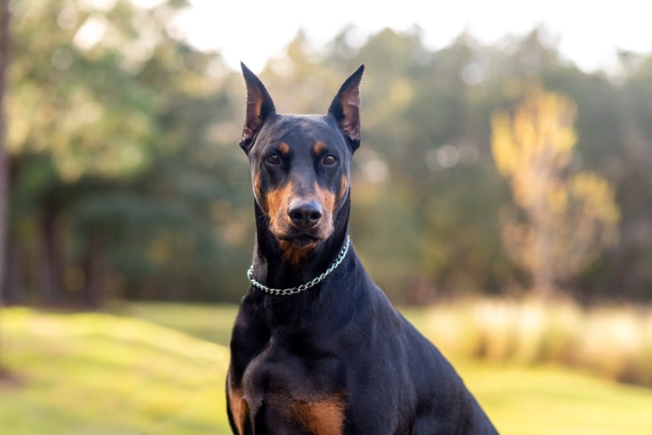 best family guard dogs